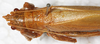CollectionObject 1576556; NMW 21100, ce679188-12cb-4c38-afcd-2f2d98f3e243: female, dorsal view. (CollectionObject).