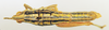 CollectionObject 1518354; bbb3e29f-ed32-42b4-a9ab-84522b1e5c6d: female, dorsal view (holotype). (CollectionObject).