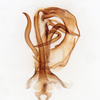 Aedeagus, dorsal view on Cyclopoliarus omani (Metcalf, 1938): (Observation).
