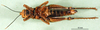 CollectionObject 1502212; a72be246-4757-4c53-a253-7048441d00fd: female, ventral view (syntype or allotype). (CollectionObject).