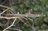 Niveaphasma Jewell & Brock, 2003: copyright Paul D. Brock. female Niveaphasma annulatum, Eyre Mtns, near Queenstown, 22 Feb 2015. (Otu).