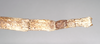CollectionObject 1557409; NHMUK(SF IMPORT DUPLICATE) 844925, aec714da-ab35-4aa6-987c-746d0eb5e90d: copyright Natural History Museum, London. female: end of abdomen, dorsal view of Ischnopoda episcopalis (syntype). (CollectionObject).