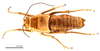 CollectionObject 1475331; 4e452ff7-0fc1-4572-afe6-f526fc4c793b: male, dorsal view (holotype of Deracanthina mistshenkoi Bazyluk, 1972). (CollectionObject).