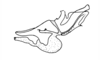 Abracris dilecta Walker, 1870: Fig. 2I. phallic complex without cingulum, lateral view. (Otu).