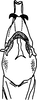 Aedeagus, ventral view on Discolopeus diacaenus Stiller, 2019: Aedeagus, dorsal view. (Observation).