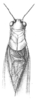 Pl. XVII, Fig. 7. male, anterior portion, dorsal view (pronotum 5-6 mm). Depicts Microcentrum retinerve (Burmeister, 1838), an Otu.