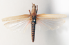 CollectionObject 1540706; 2b8f836e-a3a9-4e43-9037-3d1f87b854e6: female, dorsal view (holotype). (CollectionObject).