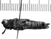 CollectionObject 1540736; 35007b12-df7b-47e1-a8e4-eb2e28c1b0ec: Image, Carbonell, C.S. female, lateral view (holotype). (CollectionObject).