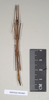 CollectionObject 1557945; 82488c0f-5e00-477b-9c3f-05536d232a06: copyright Natural History Museum, London. female (paratype). (CollectionObject).;CollectionObject 1557946; c99e70f7-516a-4c8c-9245-478afe0d9f52: copyright Natural History Museum, London. female (paratype). (CollectionObject).