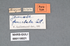 Other: !! display not done !! on Acmonia punctata Lallemand, 1959: (Observation).