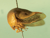 Hyphinoe Stål, 1867: _Hyphinoe_. (Otu).