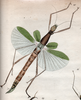 Platycrana Gray, 1835: on Plate 6 of Stoll. Mantis viridana - type species. (Otu).