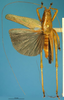CollectionObject 1505293; 872ccf49-e64d-4c31-8acb-65d5d591fe34: male, dorsal view (holotype). (CollectionObject).