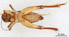 CollectionObject 1522886; fc867b71-6f56-44cf-8576-18718d26c726: Male, ventral view (holotype). (CollectionObject).