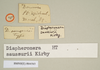 CollectionObject 1561873; NHMUK(SF IMPORT DUPLICATE) 844565, 85e89e6d-4df3-49aa-8eb5-88a73118e7f0: copyright Natural History Museum, London. male, data labels of synonym Diapheromera saussurei (holotype). (CollectionObject).