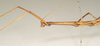 CollectionObject 1561873; NHMUK(SF IMPORT DUPLICATE) 844565, 85e89e6d-4df3-49aa-8eb5-88a73118e7f0: copyright Natural History Museum, London. male: head and thorax, lateral view of synonym Diapheromera saussurei (holotype). (CollectionObject).