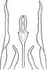 Aedeagus, ventral view on Empoasca (Empoasca) armara Langlitz, 1964: Genital capsule, ventral view. (Observation).