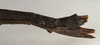 CollectionObject 1558392; 7662a7b1-3569-42e3-9c4b-fe7bea0495a7: copyright NMW, Vienna. female of synonym Diardia reductipennis: end of abdomen, lateral view (syntype). (CollectionObject).