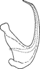 Aedeagus, lateral view on Empoascanara (Empoascanara) stilleri Dworakowska, 1978: Aedeagus, lateral view. (Observation).