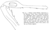 CollectionObject 1541599; 1477847b-e029-4909-b7a2-cb39a98e15d2, MNHNspecimen gamma: Fig. 75. male left foreleg, internal view. (CollectionObject).