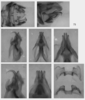 Melanoplus gracilis (Bruner, 1876): male genitalia. (Otu).