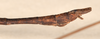 CollectionObject 1558237; d49b09bf-b84f-4f86-9d9a-2a9462d10240: copyright OUMNH. male: end of abdomen, lateral view (syntype). (CollectionObject).