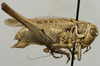 CollectionObject 1535150; cd6626cf-a7ef-4614-b542-32a814a3fae7: male, lateral view (syntype). (CollectionObject).
