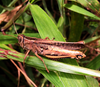 Eyprepocnemis plorans ibandana Giglio-Tos, 1907: Female, lateral view of live specimen, from Ongot in the South Cameroon Plateau. 04/2018. (Otu).