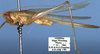 CollectionObject 1516945; 2fe85790-c092-4c98-a9ef-216c574ce5b3: male, lateral view (holotype). (CollectionObject).
