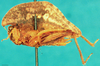 CollectionObject 1500872; 8e7cdd64-e2c5-4029-aef4-20bbb5992485, DORSA BXtrycraHTF: female, lateral view (holotype of Trypophyllum cranonotum). (CollectionObject).