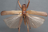 CollectionObject 1505899; 9b462d8a-16c5-4cbe-a13d-187e79986ce8: male, dorsal view (syntype). (CollectionObject).;CollectionObject 1505900; d3fde0a7-2860-4258-89ba-ecf9d5b96b7f: male, dorsal view (syntype). (CollectionObject).