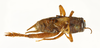 CollectionObject 1539925; 259ff488-7906-497d-a687-bfbbf3528151: male, dorsal view (holotype). (CollectionObject).