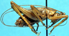 CollectionObject 1499284; 0f9fbff2-8dec-4949-90ea-c7d8ccba115c: male, lateral view (holotype). (CollectionObject).