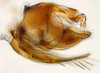 Pygofer, lateral view: (Observation).