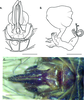 Ovipositor: (Observation).
