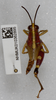 CollectionObject 1518905; e643ba68-388b-4d7f-bcd4-225099e14ab5: female, dorsal view. (CollectionObject).