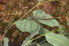 CollectionObject 1597613; 23ffff4b-6ca5-47a6-beab-7c2608ea731a: copyright QM. male, lateral view (paratype). (CollectionObject).