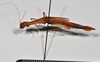 CollectionObject 1559851; a19eb260-1d37-40ef-b547-e1b1d39f104b: copyright NTUC. female, lateral view (syntype). (CollectionObject).;CollectionObject 1559852; 4f342293-8e32-43c8-aabd-67b5d43b4610: copyright NTUC. female, lateral view (syntype). (CollectionObject).;CollectionObject 1559853; 0624c8e5-f118-4578-a4ab-ef2df37cb695: copyright NTUC. female, lateral view (syntype). (CollectionObject).