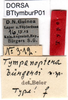 CollectionObject 1500415; 7cf8d1c0-e877-4cd4-b923-3a01dc2bc7e1: female labels (allotype). (CollectionObject).;CollectionObject 1500416; b6ec5c5e-e9c2-4478-96f8-07cb69450e52: female labels (allotype). (CollectionObject).