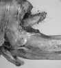 Lirometopum coronatum Scudder, 1875: female basal part of the ovipositor. (Otu).
