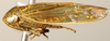 Habitus, lateral view on Bhatia Distant, 1908: Bhatia satsumensis, laterally (INHS). (Observation).