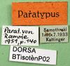 CollectionObject 1502526; 58308c5b-b63b-46e4-b557-1664722d3dc5: labels (paratype of Isophya tenuicerca). (CollectionObject).
