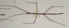 CollectionObject 1558237; d49b09bf-b84f-4f86-9d9a-2a9462d10240: copyright OUMNH. male, lateral view (syntype). (CollectionObject).