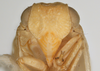 Head: !! display not done !! on Acanalonia viequensis Caldwell, 1951: (Observation).