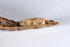 CollectionObject 1590105; c8f24c47-8db4-4711-8190-c14730686da6: copyright MNHN, Paris. female: end of abdomen, ventral view (holotype). (CollectionObject).