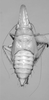 Fifth instar nymph, dorsal view. Depicts Nymph, an Observation.