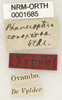 labels (syntype of Phaneroptera conspersa). Depicts CollectionObject 1529810; ddc9d82a-9c86-455d-a2ab-9ccfa29c7446, a CollectionObject.