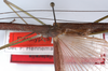 CollectionObject 1560296; 5aba587b-929b-460c-b3ef-f19dd52b270d: copyright MNHU, Berlin. female; mid body, lateral view (paratype). (CollectionObject).