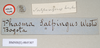 CollectionObject 1558679; 949218be-143d-41b8-a0d2-ecf7be6ac7c4: copyright Natural History Museum, London. female, type data - round label reversed (holotype). (CollectionObject).