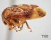 Habitus, lateral view: !! display not done !! on Cyrtolobus fuscipennis Van Duzee, 1908: (Observation).
